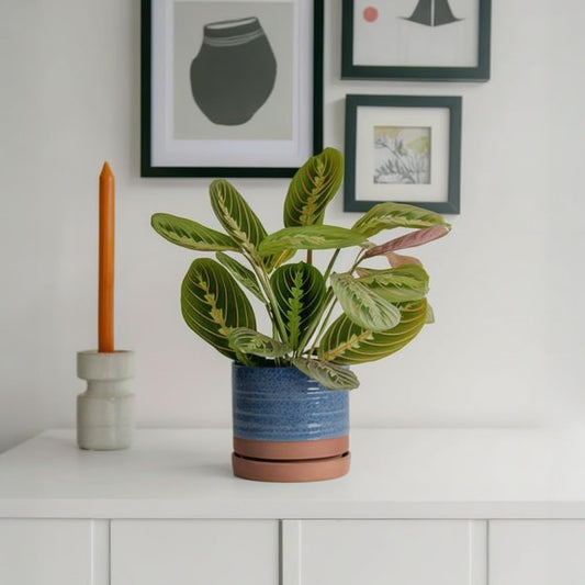 HERDUK 6 Inch Plant Pots, Ceramic Planter Pot with Drainage Hole & Saucer, Indoor/Outdoor Cylinder Round Planter Pot, Green & Beige