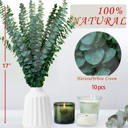 30 Pcs Dried Preserved Eucalyptus Stems Shower Bundle, 9oz 17" 100% Natural Fresh Eucalyptus Plant, Real Eucalyptus Leaves Branches for Shower Vase Filler, Dried Flowers Arrangement Home Decor