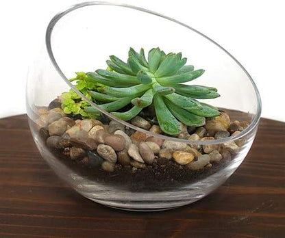 WGVI Clear Slant Cut Bowl Glass Vase, Glass Terrarium, Candy Dish, Glassware, Slant Open: 7". Height: 6" x 2.7". Base: 4" (1 Piece)