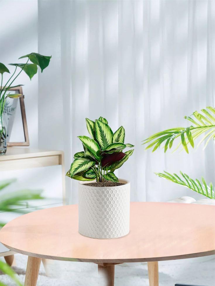 Docrin 3-Pack Ceramic Planters Set - 6.5"+5.3"+4" Dual-Tone Flower Pots with Drainage Holes, Modern Indoor Outdoor Planters for Succulents/Herbs/Large Plants, Home Office (Brownish Black & White)