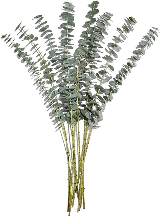 Mixed Eucalyptus 5 Stem, 1 EA