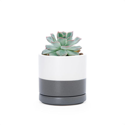 D'vine Dev 6.5 Inch Ceramic Planter Pot with Drainage Hole and Saucer, Indoor Cylinder Round Planter Pot, Olive, 94-O-C-J