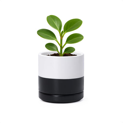 D'vine Dev 6.5 Inch Ceramic Planter Pot with Drainage Hole and Saucer, Indoor Cylinder Round Planter Pot, Olive, 94-O-C-J