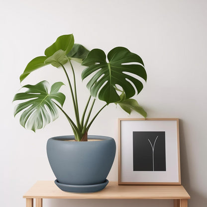 Ceramic Modern Glaze Succulent Planter Pot with Drainage Hole and Saucer 6 Inch Round Flower Plant Pot for Indoor Outdoor Herb Snake Plants