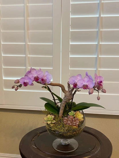 WGVI Clear Slant Cut Bowl Glass Vase, Glass Terrarium, Candy Dish, Glassware, Slant Open: 7". Height: 6" x 2.7". Base: 4" (1 Piece)