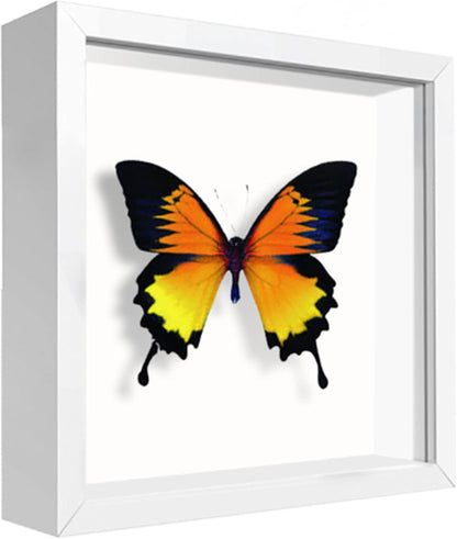 8x8 Shadow Box Frame Display Case with Letter Stickers, 3D Picture Frame, Display Case Box for Memorabilia, Baby Items, Wedding Memories, Crafts, Tickets and Photos (White, 8x8)