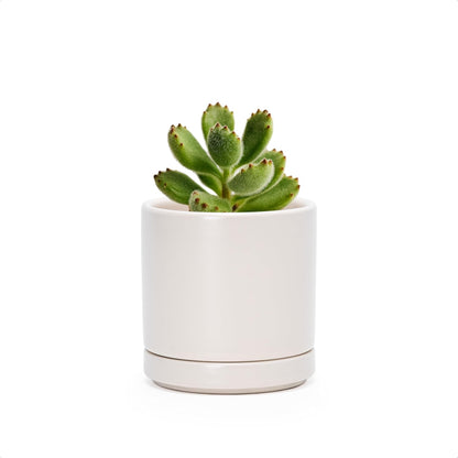 D'vine Dev 6.5 Inch Ceramic Planter Pot with Drainage Hole and Saucer, Indoor Cylinder Round Planter Pot, Olive, 94-O-C-J