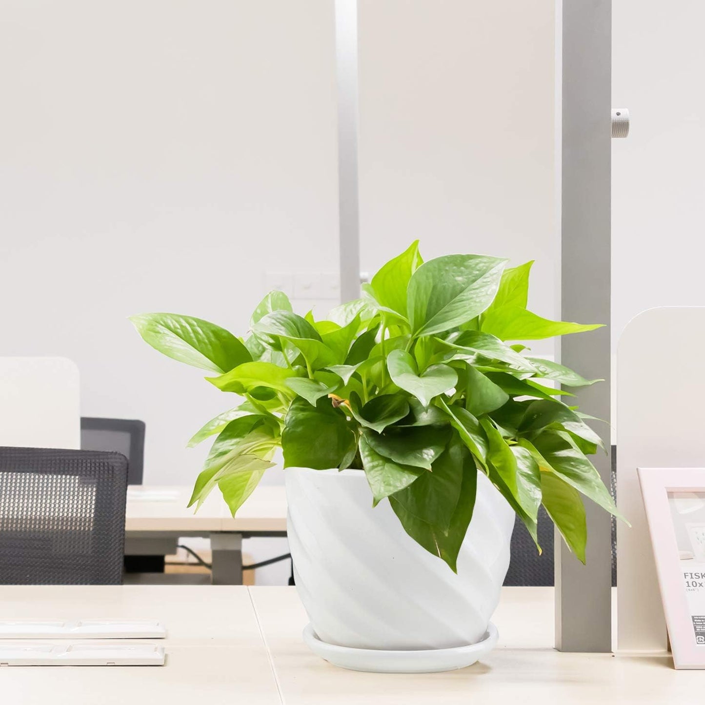 sietpoek Plant Pots - 5.5 Inch Cylinder Ceramic Planters with Connected Saucer, Pots for Succuelnt and Little Snake Plants, Set of 4, White