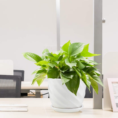 sietpoek Plant Pots - 5.5 Inch Cylinder Ceramic Planters with Connected Saucer, Pots for Succuelnt and Little Snake Plants, Set of 4, White