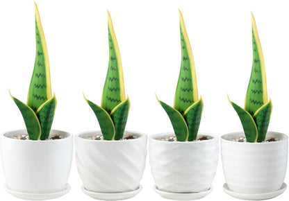 sietpoek Plant Pots - 5.5 Inch Cylinder Ceramic Planters with Connected Saucer, Pots for Succuelnt and Little Snake Plants, Set of 4, White