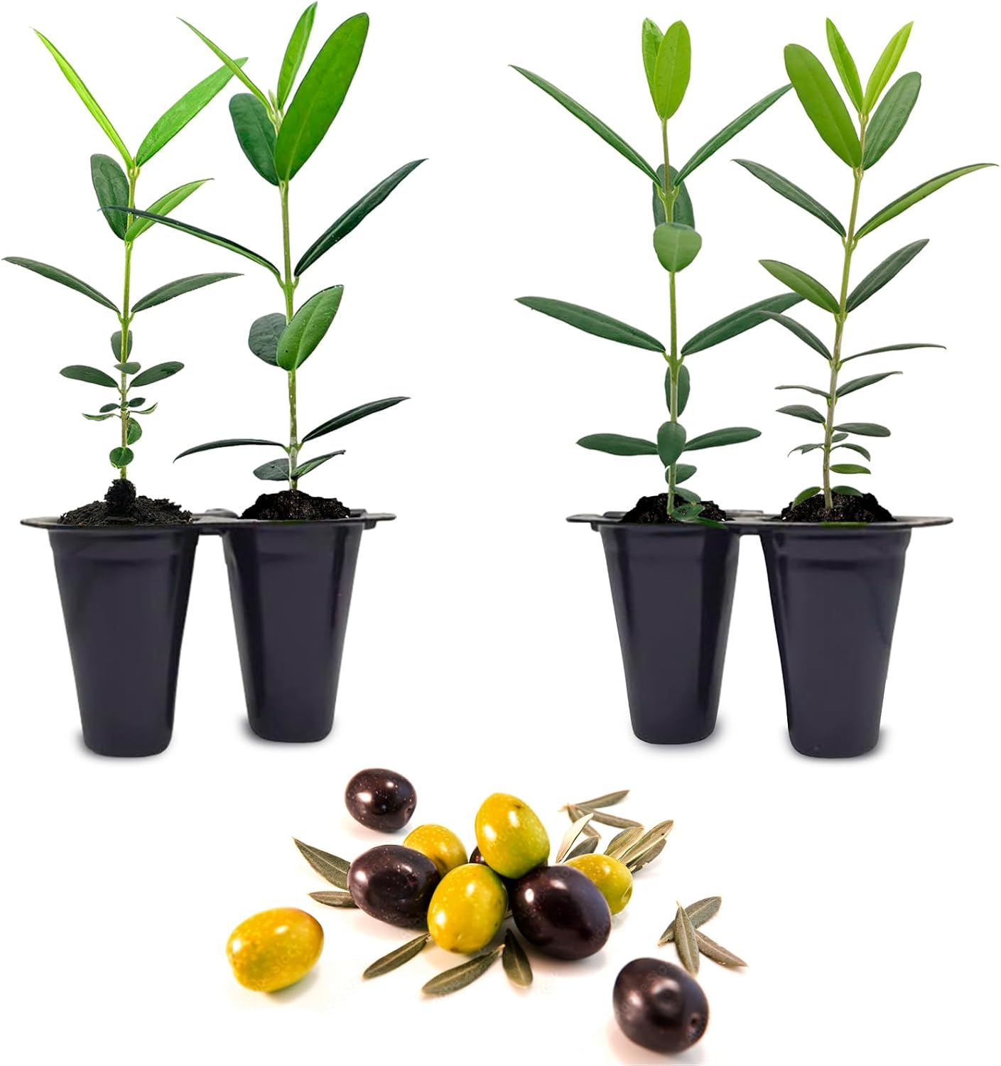 Olive Tree Arbequina (4 Pack) Real Olea Europaea | Easy to Grow Plants | Great Gift for Celebrations | Grow Your own Food on Your Edible Organic Garden| Edible Fruit Plant Live for Planting|