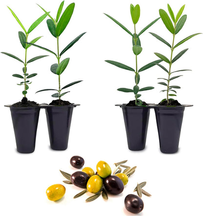 Olive Tree Arbequina (4 Pack) Real Olea Europaea | Easy to Grow Plants | Great Gift for Celebrations | Grow Your own Food on Your Edible Organic Garden| Edible Fruit Plant Live for Planting|