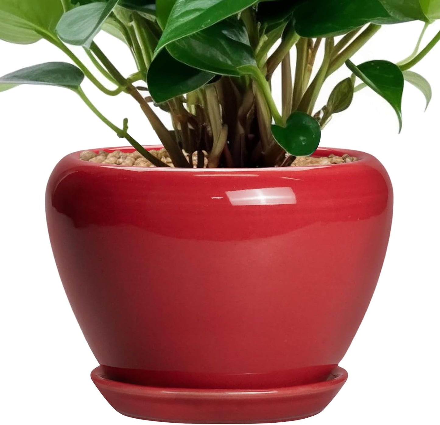 Ceramic Modern Glaze Succulent Planter Pot with Drainage Hole and Saucer 6 Inch Round Flower Plant Pot for Indoor Outdoor Herb Snake Plants