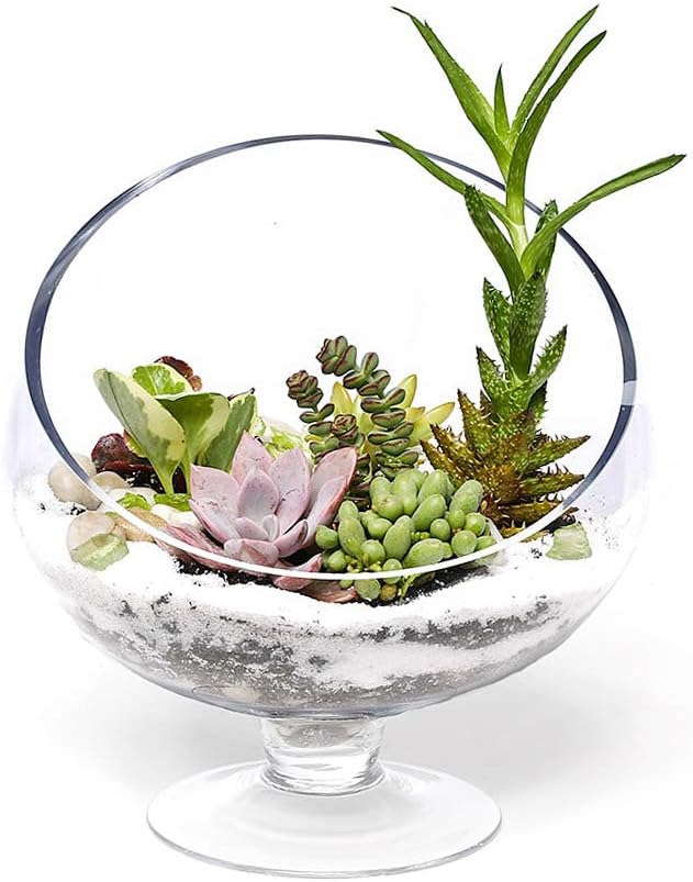 WGVI Clear Slant Cut Bowl Glass Vase, Glass Terrarium, Candy Dish, Glassware, Slant Open: 7". Height: 6" x 2.7". Base: 4" (1 Piece)