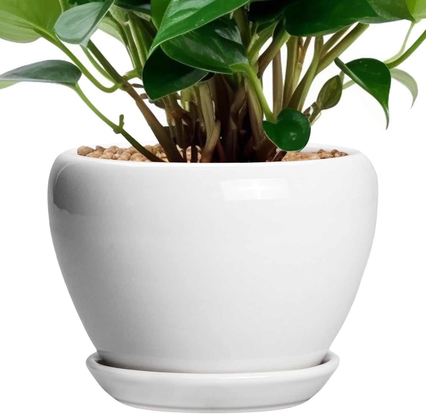 Ceramic Modern Glaze Succulent Planter Pot with Drainage Hole and Saucer 6 Inch Round Flower Plant Pot for Indoor Outdoor Herb Snake Plants