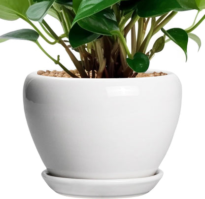Ceramic Modern Glaze Succulent Planter Pot with Drainage Hole and Saucer 6 Inch Round Flower Plant Pot for Indoor Outdoor Herb Snake Plants