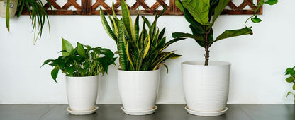 Ceramic Pots for Plants - 6 Inch Plant Pot with Drainage Hole and Saucer, Round Planters for Indoor Outdoor, Flower Pots, Modern Planter, Home Office Room Decor, Gifts for Plant Lovers, White
