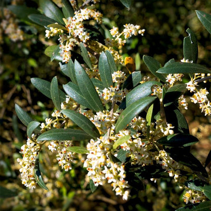 Olive Tree Arbequina (4 Pack) Real Olea Europaea | Easy to Grow Plants | Great Gift for Celebrations | Grow Your own Food on Your Edible Organic Garden| Edible Fruit Plant Live for Planting|