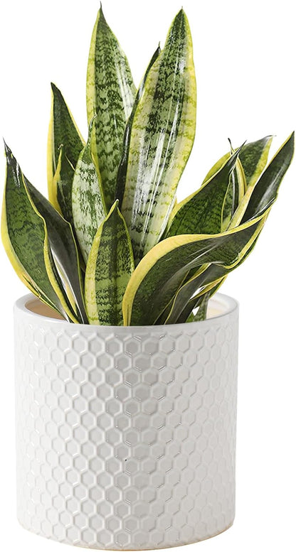 Docrin 3-Pack Ceramic Planters Set - 6.5"+5.3"+4" Dual-Tone Flower Pots with Drainage Holes, Modern Indoor Outdoor Planters for Succulents/Herbs/Large Plants, Home Office (Brownish Black & White)