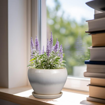 Ceramic Modern Glaze Succulent Planter Pot with Drainage Hole and Saucer 6 Inch Round Flower Plant Pot for Indoor Outdoor Herb Snake Plants