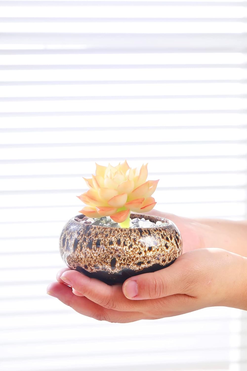 Cute Ceramic Succulent Garden Pots, Planter with Drainage and Attached Saucer, Set of 5 -Plants Not Included (Round)