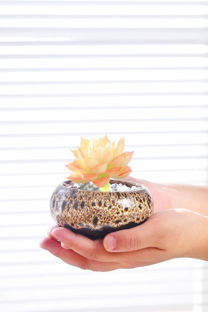 Cute Ceramic Succulent Garden Pots, Planter with Drainage and Attached Saucer, Set of 5 -Plants Not Included (Round)