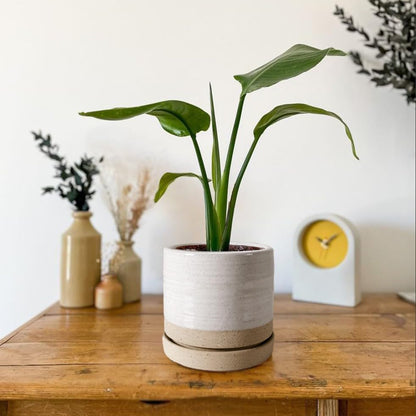 HERDUK 6 Inch Plant Pots, Ceramic Planter Pot with Drainage Hole & Saucer, Indoor/Outdoor Cylinder Round Planter Pot, Green & Beige