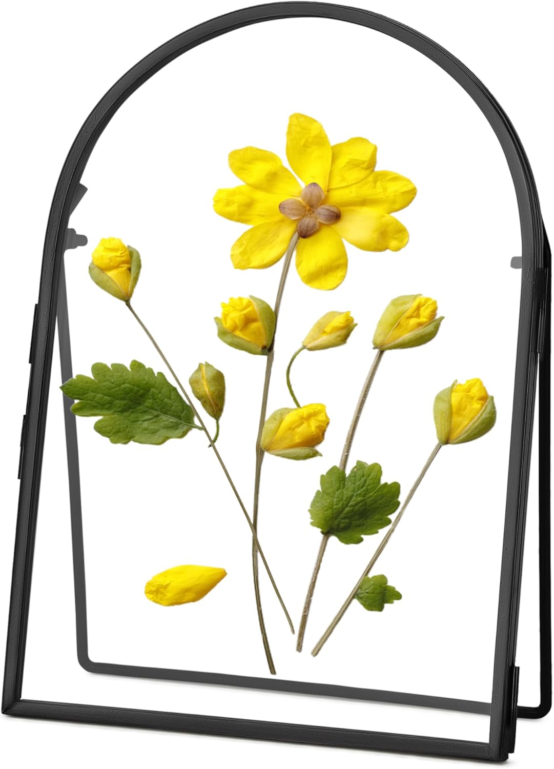 REDHUGO Double Glass Frame for Pressed Flowers Handmade, Metal Floating Picture Frame for Pressed Flower, Tabletop Display, Brass, ArcShaped, Black, 4x6 inches (FRAME ONLY)