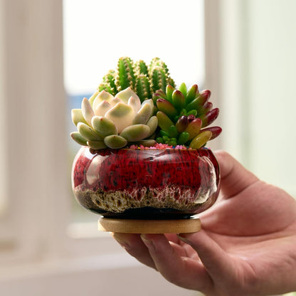 Cute Ceramic Succulent Garden Pots, Planter with Drainage and Attached Saucer, Set of 5 -Plants Not Included (Round)