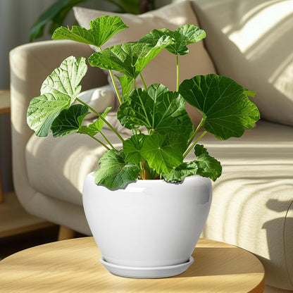 Ceramic Modern Glaze Succulent Planter Pot with Drainage Hole and Saucer 6 Inch Round Flower Plant Pot for Indoor Outdoor Herb Snake Plants