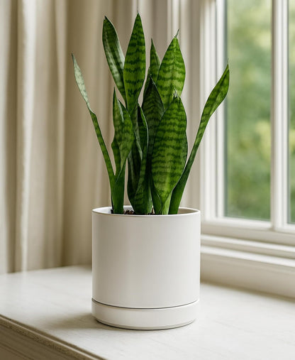 D'vine Dev 6.5 Inch Ceramic Planter Pot with Drainage Hole and Saucer, Indoor Cylinder Round Planter Pot, Olive, 94-O-C-J