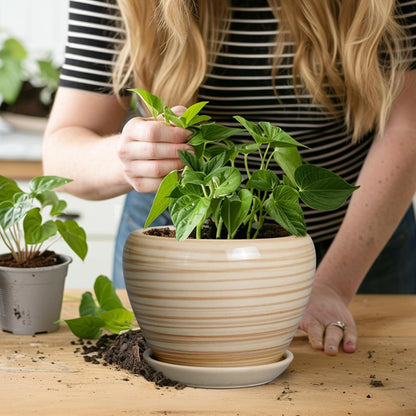 Ceramic Modern Glaze Succulent Planter Pot with Drainage Hole and Saucer 6 Inch Round Flower Plant Pot for Indoor Outdoor Herb Snake Plants