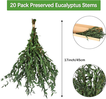 Real Eucalyptus Stems 20PCS Dried Preserved Fresh Eucalyptus Silver Dollar Leaves for Shower - Greenery Branches for Wedding Home Party Vase Filler Spring Decor