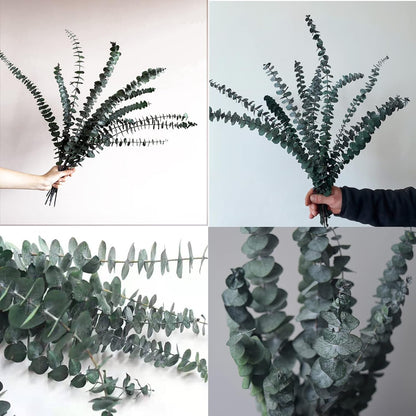 Eucalyptus for Shower 10 Pcs Hanging Dried Eucalyptu Stems 17" Real Eucalyptus Bundle 100% Made from Fresh Eucalyptu Wedding Decor Home Decor Farmhouse Room Decor DIY Artificial Plants Flowers