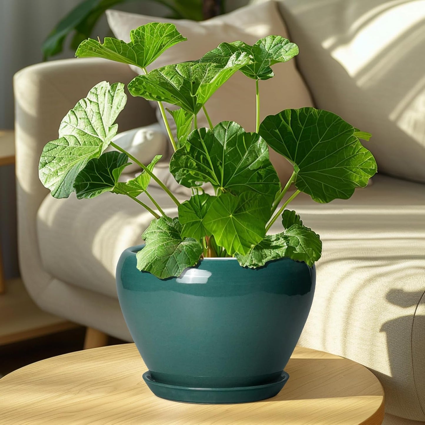 Ceramic Modern Glaze Succulent Planter Pot with Drainage Hole and Saucer 6 Inch Round Flower Plant Pot for Indoor Outdoor Herb Snake Plants
