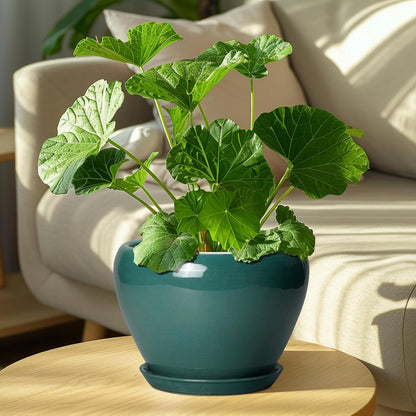 Ceramic Modern Glaze Succulent Planter Pot with Drainage Hole and Saucer 6 Inch Round Flower Plant Pot for Indoor Outdoor Herb Snake Plants