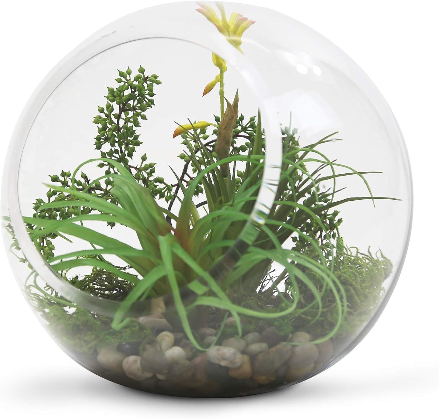 WGVI Clear Slant Cut Bowl Glass Vase, Glass Terrarium, Candy Dish, Glassware, Slant Open: 7". Height: 6" x 2.7". Base: 4" (1 Piece)