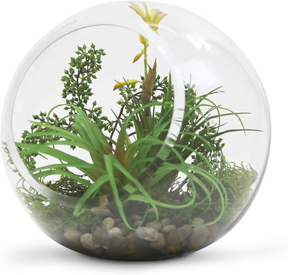 WGVI Clear Slant Cut Bowl Glass Vase, Glass Terrarium, Candy Dish, Glassware, Slant Open: 7". Height: 6" x 2.7". Base: 4" (1 Piece)