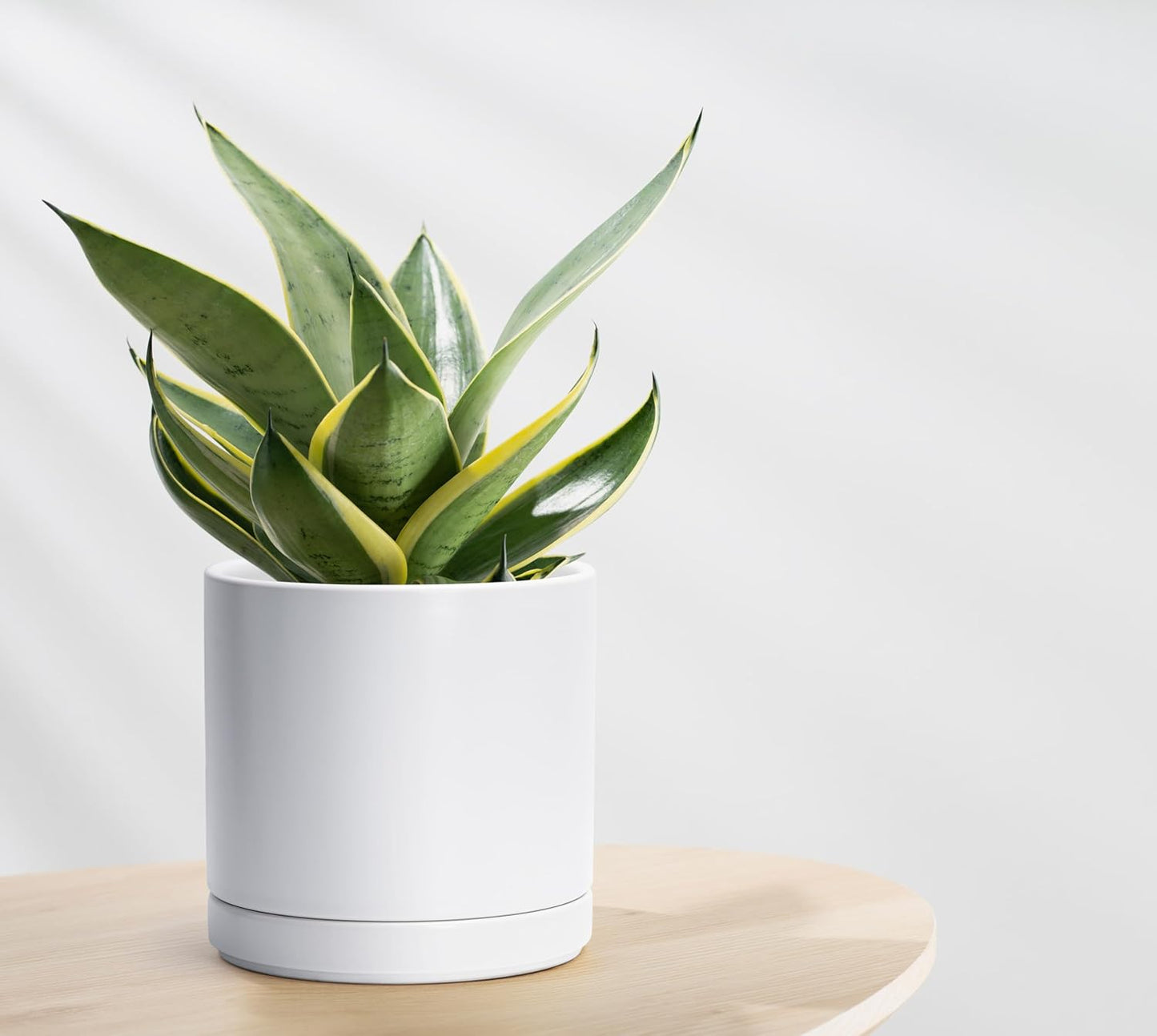 D'vine Dev Set of 2 Plants Pots, 6.5 Inch Ceramic Planter Pot for Plants with Drainage Hole and Saucer, White, 94-V-C-1