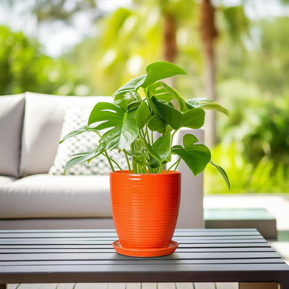 Ceramic Pots for Plants - 6 Inch Plant Pot with Drainage Hole and Saucer, Round Planters for Indoor Outdoor, Flower Pots, Modern Planter, Home Office Room Decor, Gifts for Plant Lovers, White