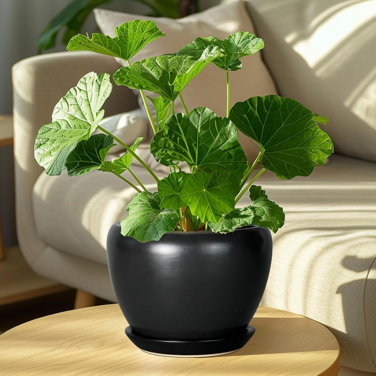 Ceramic Modern Glaze Succulent Planter Pot with Drainage Hole and Saucer 6 Inch Round Flower Plant Pot for Indoor Outdoor Herb Snake Plants
