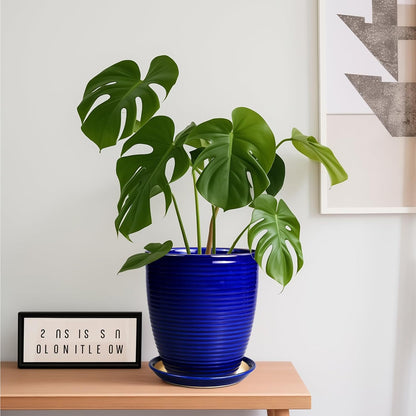 Ceramic Pots for Plants - 6 Inch Plant Pot with Drainage Hole and Saucer, Round Planters for Indoor Outdoor, Flower Pots, Modern Planter, Home Office Room Decor, Gifts for Plant Lovers, White