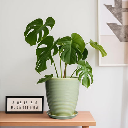 Ceramic Pots for Plants - 6 Inch Plant Pot with Drainage Hole and Saucer, Round Planters for Indoor Outdoor, Flower Pots, Modern Planter, Home Office Room Decor, Gifts for Plant Lovers, White