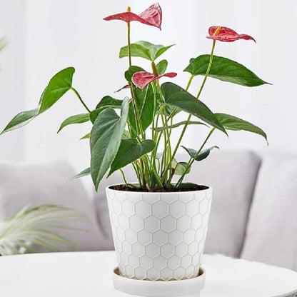 Ceramic Plant Pots,4+5+6 Inch Pots for Indoor Plants,Planters with Drainage Holes and Ceramic Tray, Indoor Flower Pots Gardening Home Desktop Office Windowsill Decoration Gift,Set of 3 (Patina)