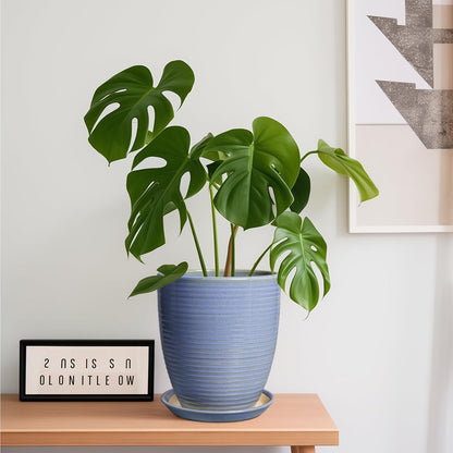 Ceramic Pots for Plants - 6 Inch Plant Pot with Drainage Hole and Saucer, Round Planters for Indoor Outdoor, Flower Pots, Modern Planter, Home Office Room Decor, Gifts for Plant Lovers, White