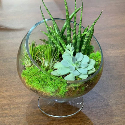 WGVI Clear Slant Cut Bowl Glass Vase, Glass Terrarium, Candy Dish, Glassware, Slant Open: 7". Height: 6" x 2.7". Base: 4" (1 Piece)