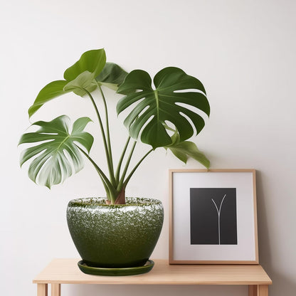 Ceramic Modern Glaze Succulent Planter Pot with Drainage Hole and Saucer 6 Inch Round Flower Plant Pot for Indoor Outdoor Herb Snake Plants