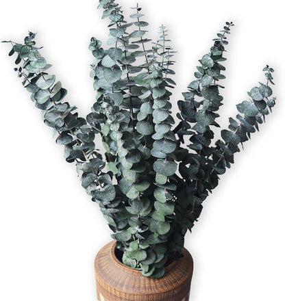 Eucalyptus for Shower 10 Pcs Hanging Dried Eucalyptu Stems 17" Real Eucalyptus Bundle 100% Made from Fresh Eucalyptu Wedding Decor Home Decor Farmhouse Room Decor DIY Artificial Plants Flowers