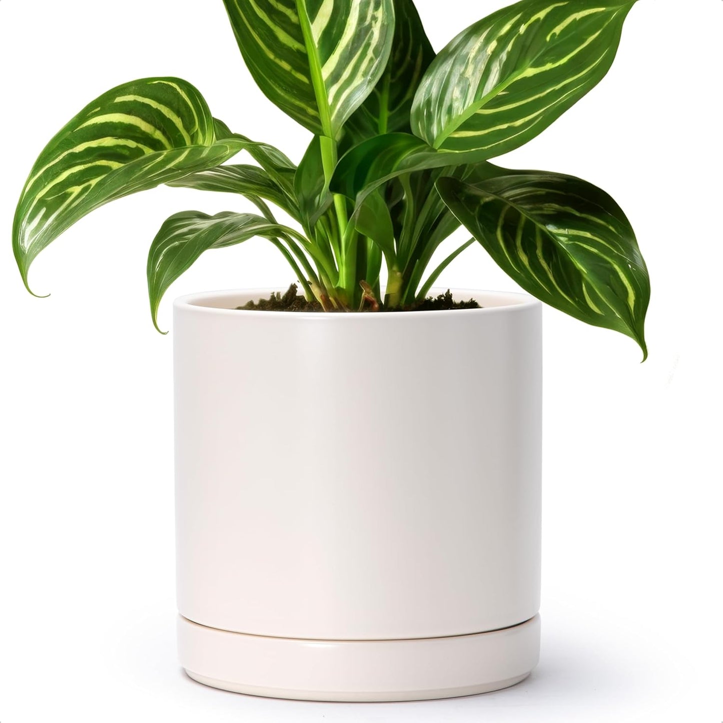 D'vine Dev 6.5 Inch Ceramic Planter Pot with Drainage Hole and Saucer, Indoor Cylinder Round Planter Pot, Olive, 94-O-C-J