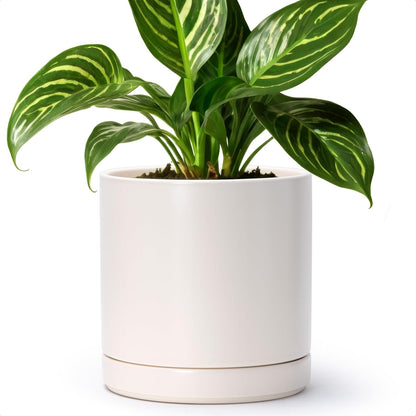 D'vine Dev 6.5 Inch Ceramic Planter Pot with Drainage Hole and Saucer, Indoor Cylinder Round Planter Pot, Olive, 94-O-C-J